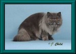 GC Purfect Gift Blu Byu
Retired to pet home.
Pedigree