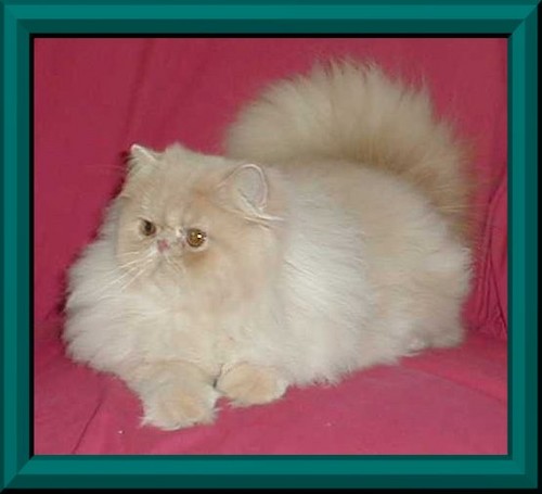 CH Purfect Gift San Dee - Retired to Pet Home
Pedigree