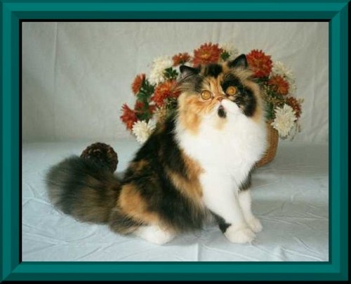 Byhishands Grace of Purfect Gift - Retired to pet home
Pedigree