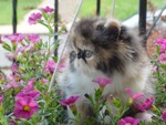 Purfect Gift Marabella of Show Felines
with breeder in New York
