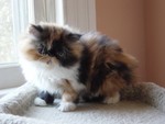 This baby is in a loving pet home in Florida