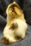 Purfect Gift Fiona
with breeder in Rhode Island
