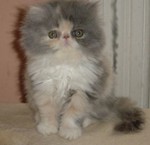 Purfect Gift Baltimore Jazoo
at home in Oklahoma 
