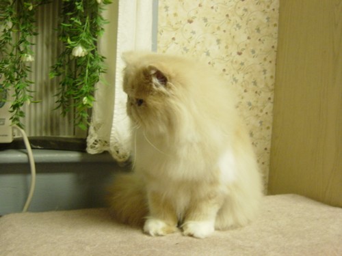 Purfect Gift Sundancer - at home in CT