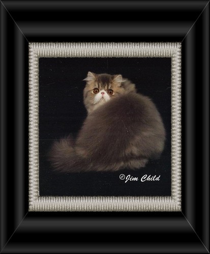 CH Purfect Gift Naomi