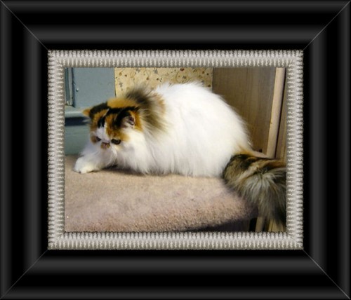 CH Purfect Gift Reverie