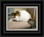 CH Purfect Gift Reverie
