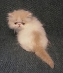 Cream and white male - breeder/show