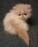 Cream and white male - breeder/show