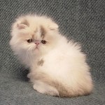 Blue patched tabby and white - breeder/show -reserved