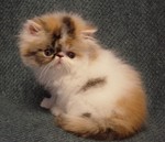 Brown patched tabby and white - breeder/show