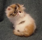 Brown patched tabby and white - breeder/show
