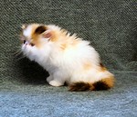 Brown patched tabby and white - breeder/show - staying at Purfect Gift