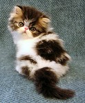 Brown tabby and white girl - breeder/show -
