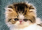 brown tabby and white girl - breeder/show - reserved