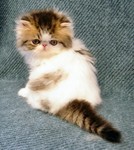 Brown tabby and white girl - breeder/show - reserved