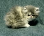Blue patched tabby and white - breeder/pet