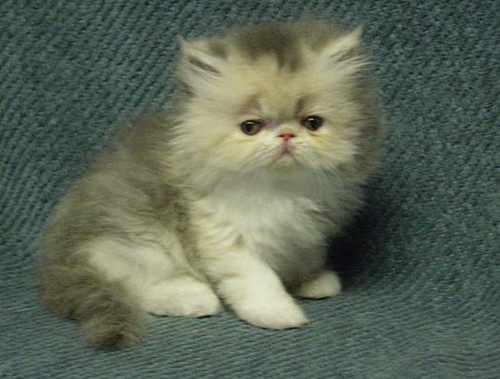 Blue patched tabby and white - pet