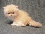Cream and white boy - pet - reserved