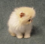 Cream and white male - breeder/show